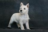 5. Westie Quatre mois 001